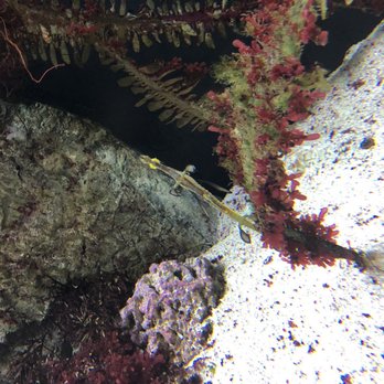 Shedd Aquarium - Aquariums Near Me - Chicago, Illinois