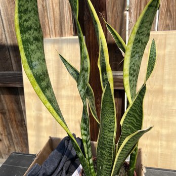 Let it Grow - Nurseries & Gardening Near Me - Fresno, California Let it Grow - Nurseries & Gardening Near Me - Fresno, California
