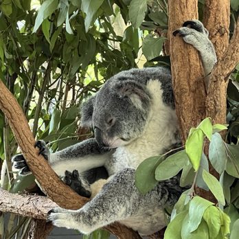 Lone Pine Koala Sanctuary - Koala living the life - Zoos Near Me - Fig Tree Pocket, QLD