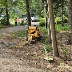 Dodds Tree Removal