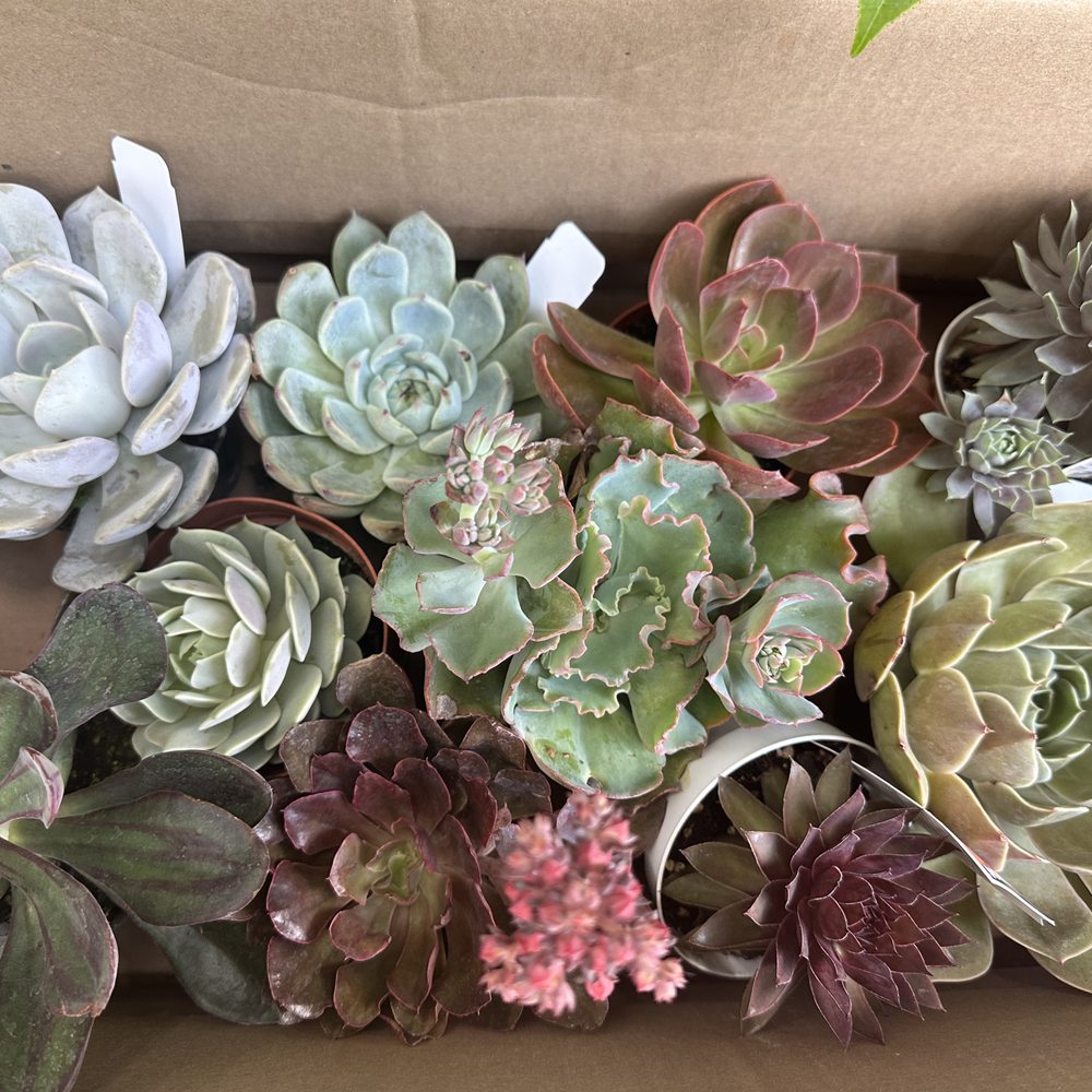 Armstrong Garden Centers - Succulents - Nurseries & Gardening Near Me - Santa Monica, California