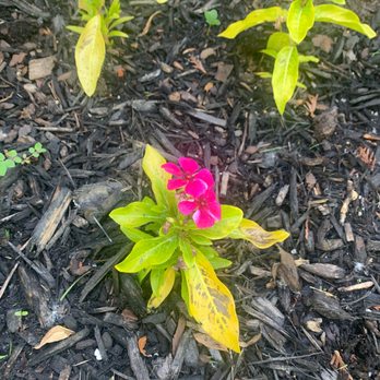 Schwartz's Greenhouse - Nurseries & Gardening Near Me - New Boston, Michigan