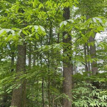 Swatara State Park - American chestnut (on endangered list) - Hiking Near Me - Pine Grove, Pennsylvania Swatara State Park - American chestnut (on endangered list) - Hiking Near Me - Pine Grove, Pennsylvania