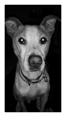 Island Motor Inn by null