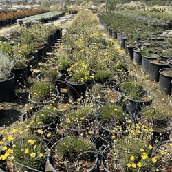 Macias Nursery