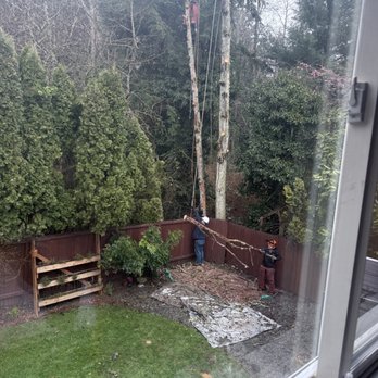 Wizard Tree Service - Tree Services Near Me - Kenmore, Washington