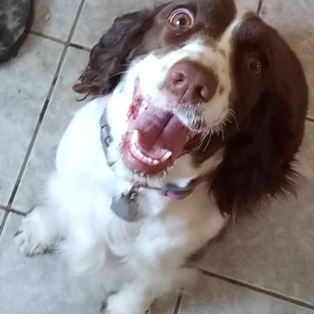 Pet Sitter With Love - Madison baby - Pet Sitting Near Me