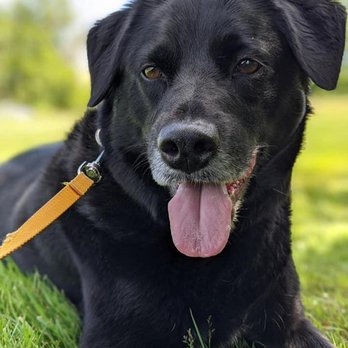 Carden Kennels - Pet Sitting Near Me - Bangor, Maine Carden Kennels - Pet Sitting Near Me - Bangor, Maine