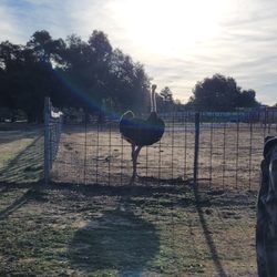 Boulevard / Cleveland National Forest KOA Holiday