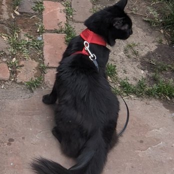 Wild Witch Animal Behavioral Therapy - cat client harness training - Pet Training Near Me Wild Witch Animal Behavioral Therapy - cat client harness training - Pet Training Near Me