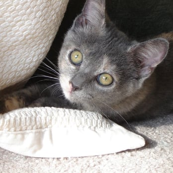 Community Concern For Cats - Animal Shelters Near Me - Walnut Creek, California Community Concern For Cats - Animal Shelters Near Me - Walnut Creek, California