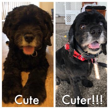4 Pups Pet Grooming - Pet Groomers Near Me - Hermosa Beach, California