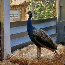 The Las Vegas Farm - A peacock