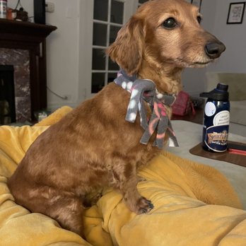 Beverly Pet-Pride Professional Grooming - After - Pet Groomers Near Me - Chicago, Illinois