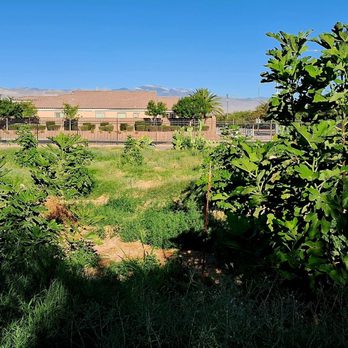 Gilcrease Orchard - Rows of fig trees! - Fruits & Veggies Near Me - Las Vegas, Nevada Gilcrease Orchard - Rows of fig trees! - Fruits & Veggies Near Me - Las Vegas, Nevada