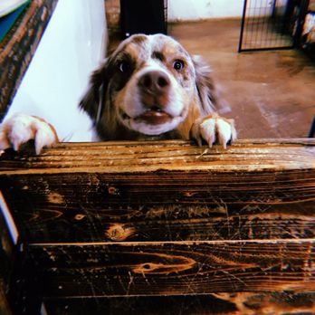Fit Dog Chicago - Pet Boarding Near Me - Chicago, Illinois