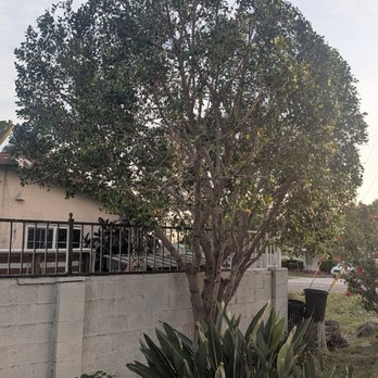 Timber Pros Tree Service - Tree Services Near Me - Fontana , California Timber Pros Tree Service - Tree Services Near Me - Fontana , California