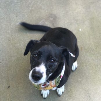 Passion for Paws - This is our Cookie Monster. Pit bull, Boxer, terrier mix and is a handful. Check out her new bandanna. - Pet Groomers Near Me