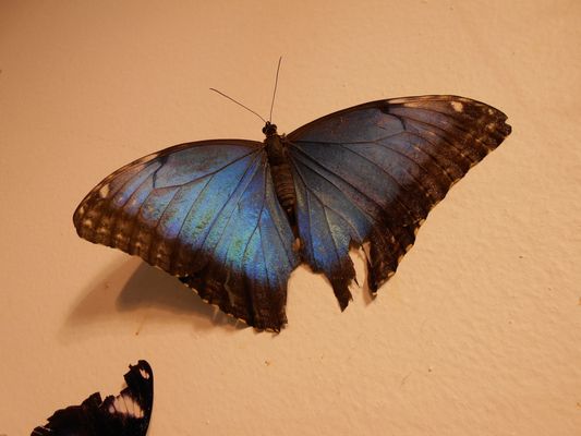 Audubon Insectarium by null