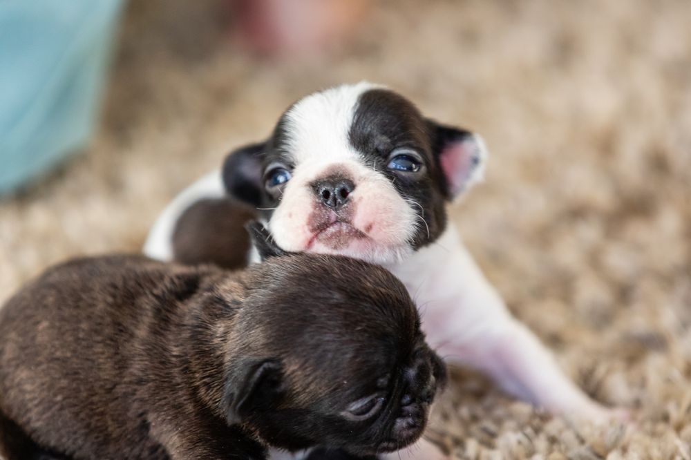 SPRING VALLEY BULLDOGS Updated August 2024 10 Photos Onaga