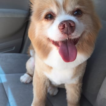 Canine Showcase - Pet Stores Near Me - Sunnyvale, California Canine Showcase - Pet Stores Near Me - Sunnyvale, California