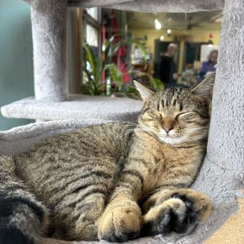 Gatos and Beans - One of the very cute cats - Cafes Near Me - Birmingham, Alabama