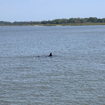 Capt. Mike's Dolphin Adventure Tour - Tours Near Me - Tybee Island, Georgia Capt. Mike's Dolphin Adventure Tour - Tours Near Me - Tybee Island, Georgia