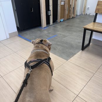 Park Slope Veterinary Center - My dog waiting to be seen (the front reception was under construction but didn't bother us at all!) - Veterinarians Near Me - Brooklyn, New York Park Slope Veterinary Center - My dog waiting to be seen (the front reception was under construction but didn't bother us at all!) - Veterinarians Near Me - Brooklyn, New York