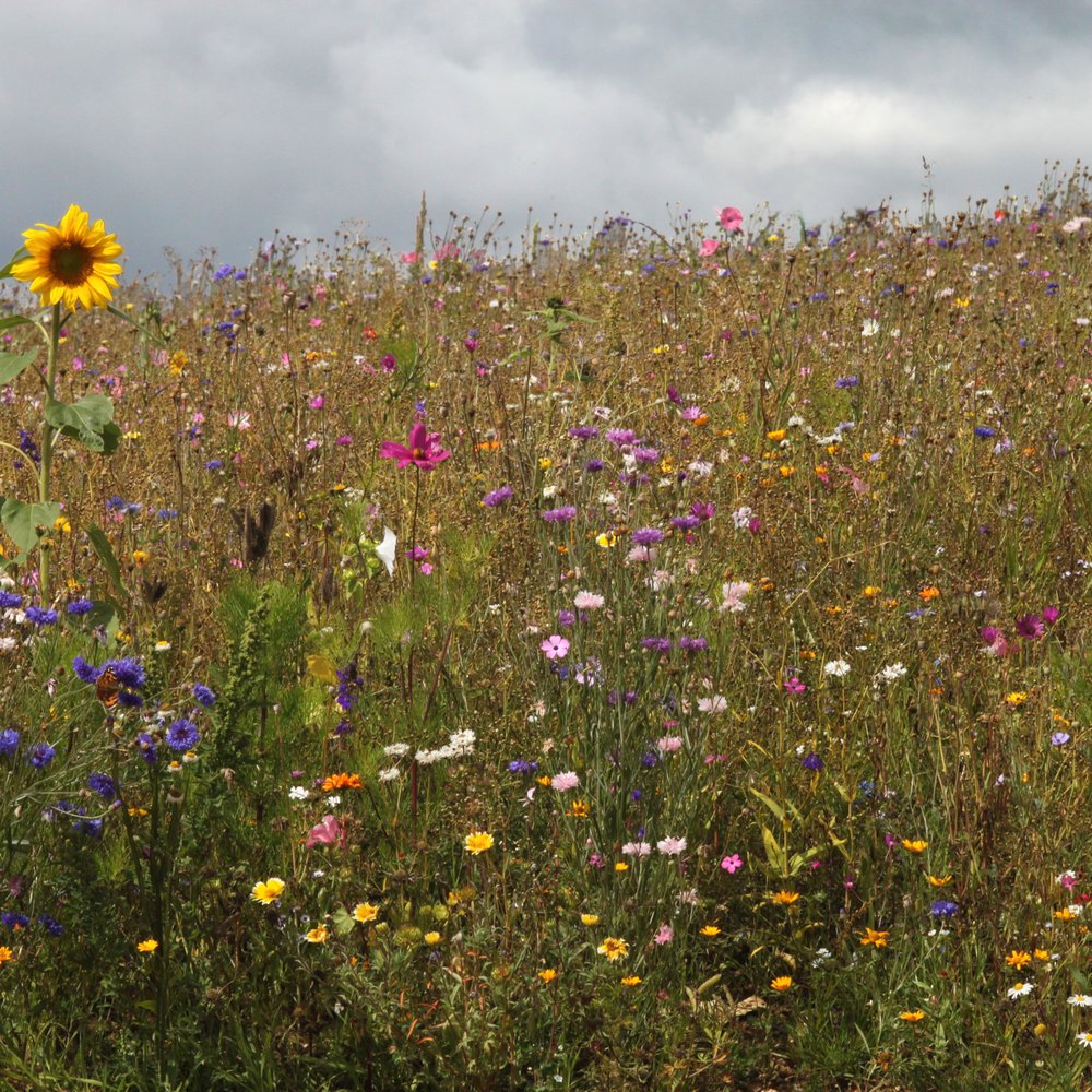 Butterfly World Project - Special Education Near Me - St Albans, HRT