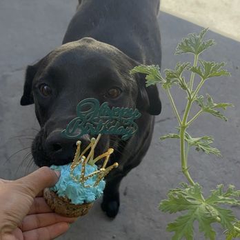 Pawtriotic Dog Bakery - Pet Stores Near Me - Murrieta, California Pawtriotic Dog Bakery - Pet Stores Near Me - Murrieta, California