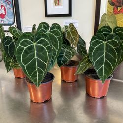 Plant Mode