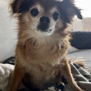 D'Tails Pet Boutique - Pre-Groom Photo - Dog Walkers Near Me - Boston, Massachusetts
