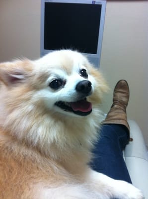 Photo of Newport Bay Dental - Costa Mesa, CA, US. Meet the dog that makes every visit sweet: Teddy!