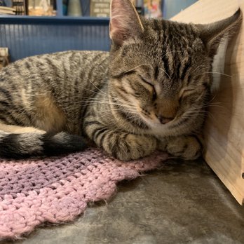 Brooklyn Cat Cafe - Pet Adoption Near Me - Brooklyn, New York