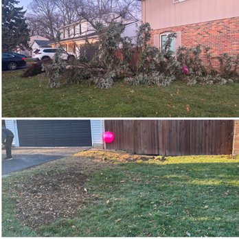 Tree Fell-Ows And Stumps - Tree Services Near Me