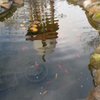 Independence Nursery & Water Gardens gift card