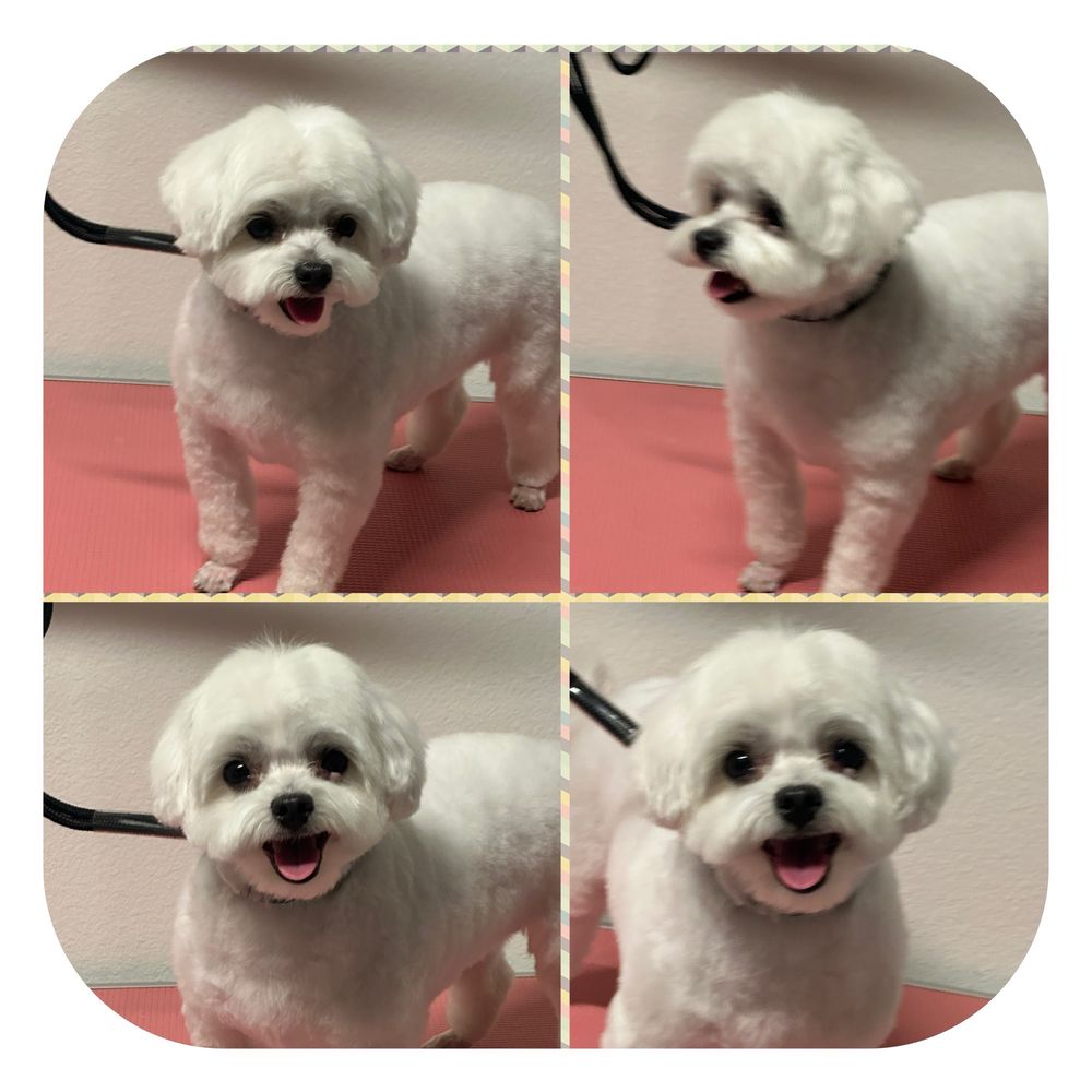 Puppy World - Happy doggy after her visit :) - Pet Stores Near Me - Corona, California Puppy World - Happy doggy after her visit :) - Pet Stores Near Me - Corona, California