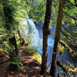 McKenzie River National Recreational Trail