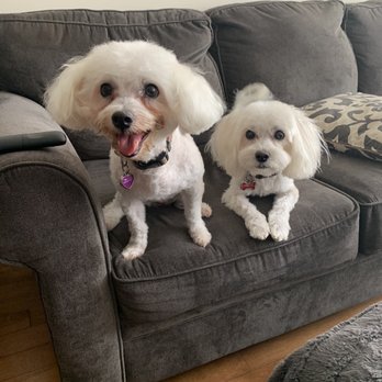 Pawsh Dog Spa - Pet Groomers Near Me - Vancouver, British Columbia Pawsh Dog Spa - Pet Groomers Near Me - Vancouver, British Columbia