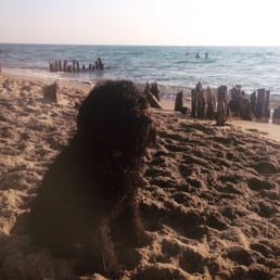 Remus model dog loving the beach! Remus model dog loving the beach!