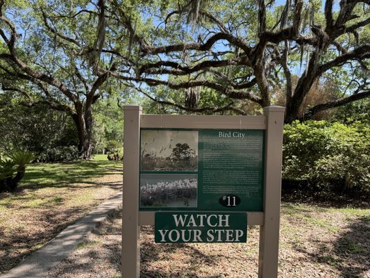 Jungle Gardens by null