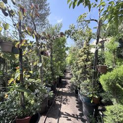 Gonzalez Nursery