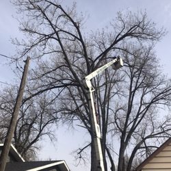 CD & Sons Tree Service