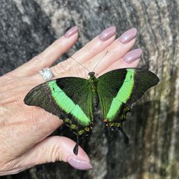 Emerald swallowtail