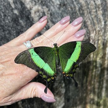 Niagara Parks Butterfly Conservatory - Emerald swallowtail - Zoos Near Me - Niagara Falls, Ontario