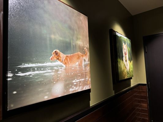 Lazy Dog Restaurant & Bar by null