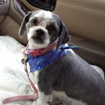 Gidgets Grooming - Here's what was inside!  Our Annie! She emerged joyful and happy to be rescued. THANK YOU Sharon! - Pet Groomers Near Me - Denver, Colorado