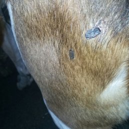 This is how we got our dog back from Mukota Kennel. DO NOT TAKE YOUR PETS THERE!!!!!! This is how we got our dog back from Mukota Kennel. DO NOT TAKE YOUR PETS THERE!!!!!!