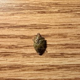 A BUG in my bowl.