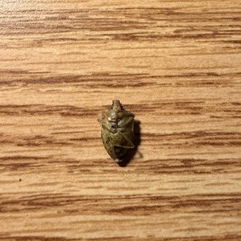 Chipotle Mexican Grill - A BUG in my bowl. - Mexican Near Me - Santa Cruz, California